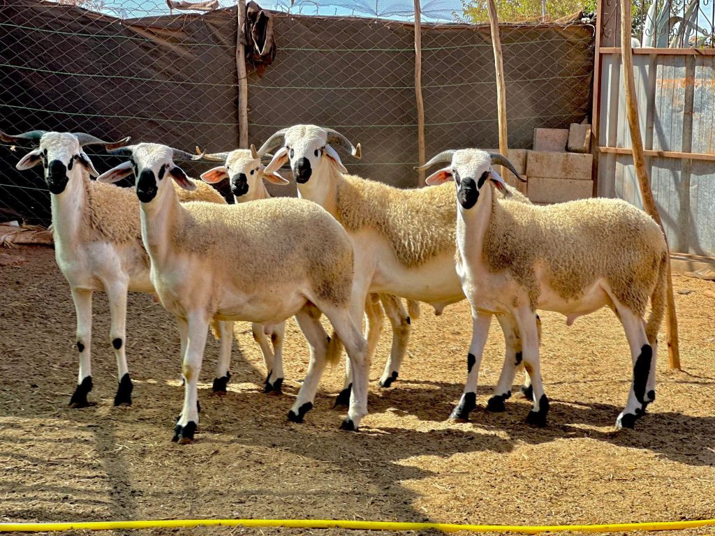 FB_IMG_1761392537422