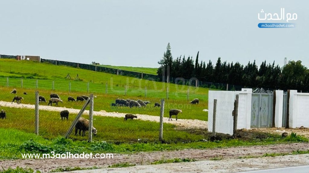 تصميم بدون عنوان