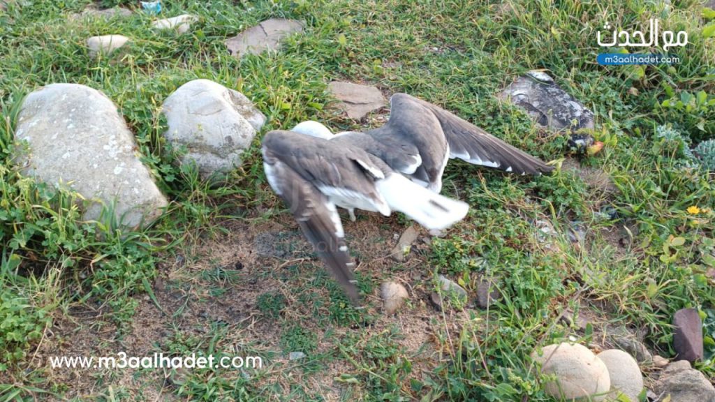 تصميم بدون عنوان