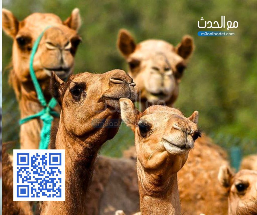 تصميم بدون عنوان